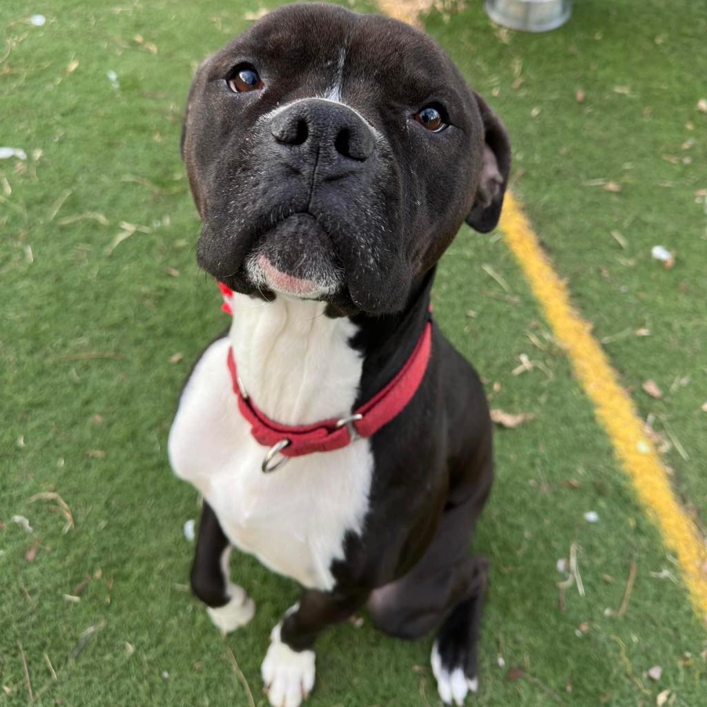 Enlarge Royce, a Adoptable Pit Bull Terrier in Spring Hill, KS image 1/6
