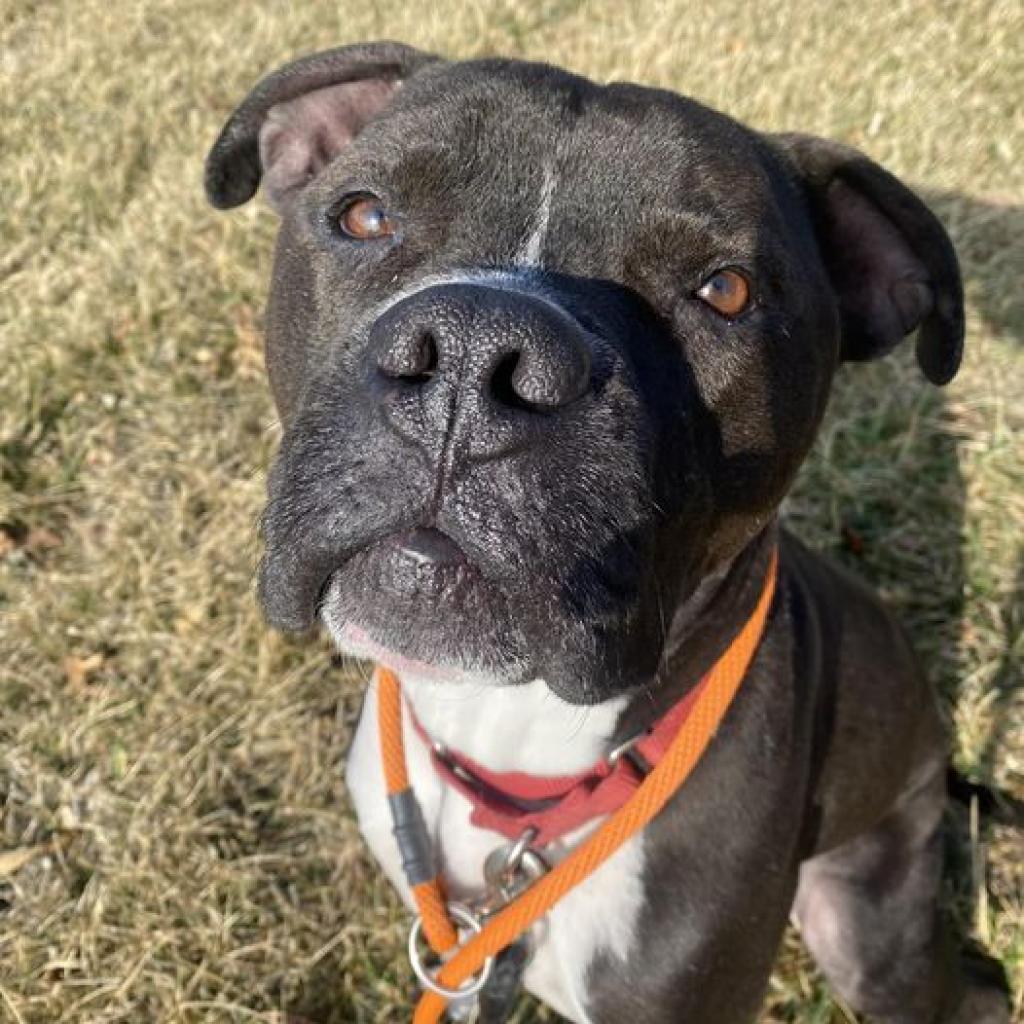 Enlarge Royce, a Adoptable Pit Bull Terrier in Spring Hill, KS image 2/6