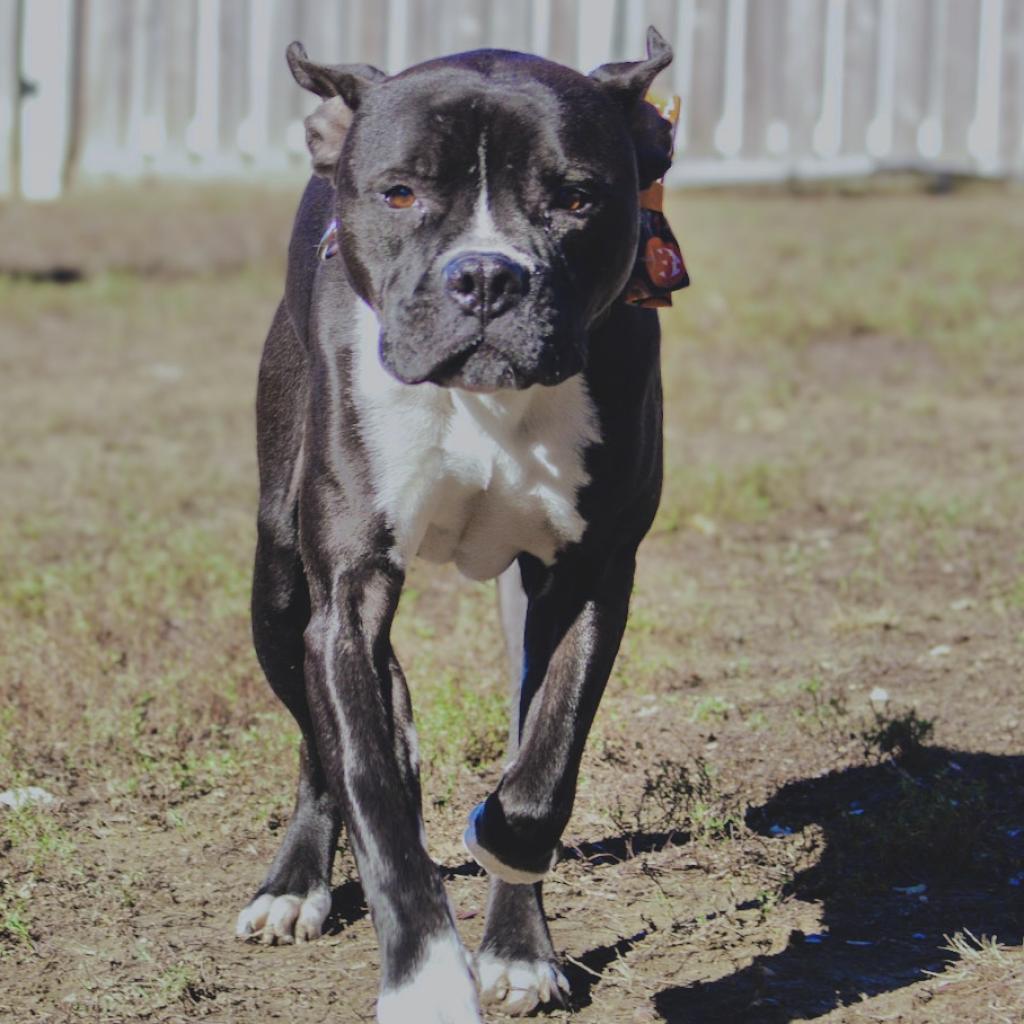 Enlarge Royce, a Adoptable Pit Bull Terrier in Spring Hill, KS image 3/6
