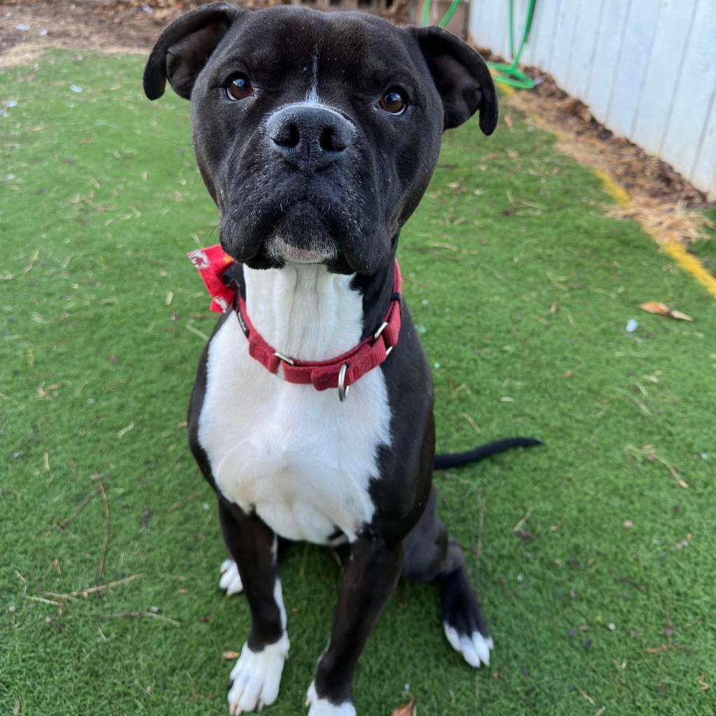 Enlarge Royce, a Adoptable Pit Bull Terrier in Spring Hill, KS image 4/6