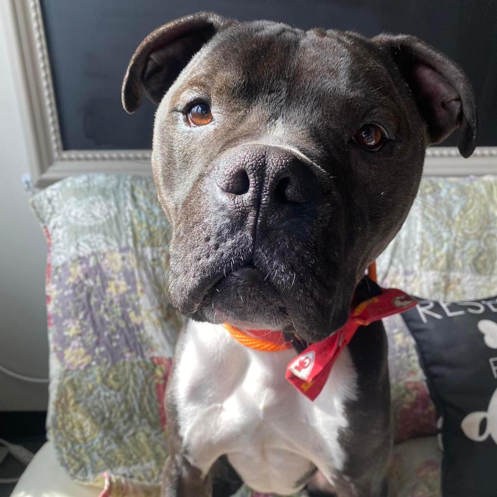 Enlarge Royce, a Adoptable Pit Bull Terrier in Spring Hill, KS image 5/6