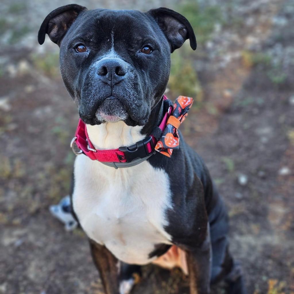 Enlarge Royce, a Adoptable Pit Bull Terrier in Spring Hill, KS image 6/6
