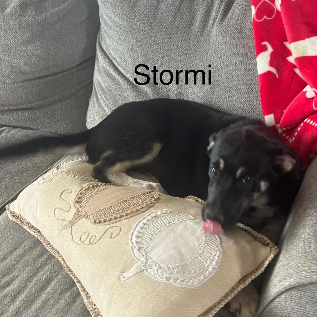 Enlarge Stormi (Oreo), a Adoptable mixed breed in Morganfield, KY image 1/4