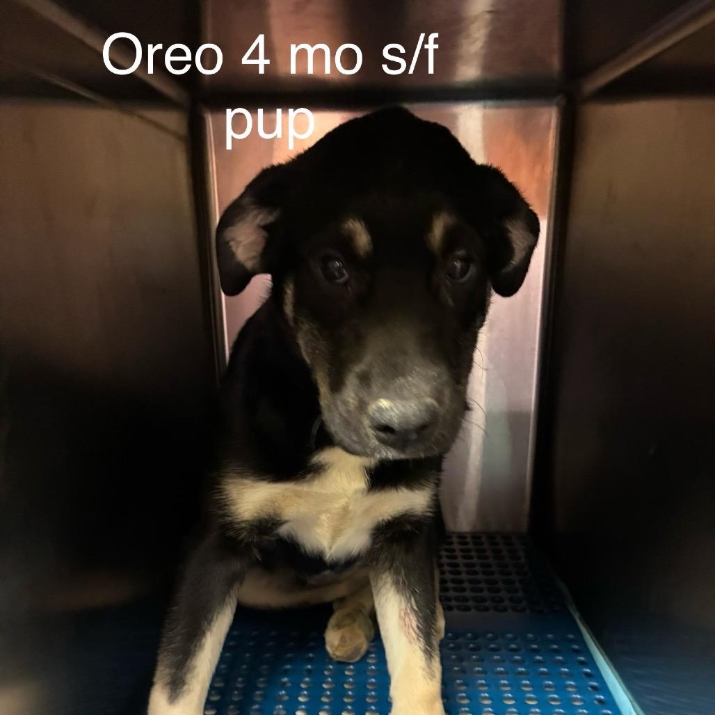 Enlarge Stormi (Oreo), a Adoptable mixed breed in Morganfield, KY image 2/4