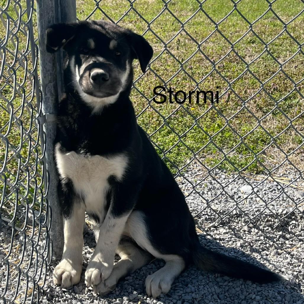 Enlarge Stormi (Oreo), a Adoptable mixed breed in Morganfield, KY image 3/4