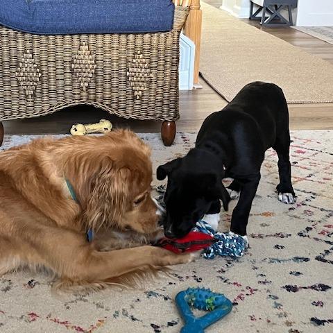 Dough, Adoptable, Puppy Female Pit Bull Terrier.