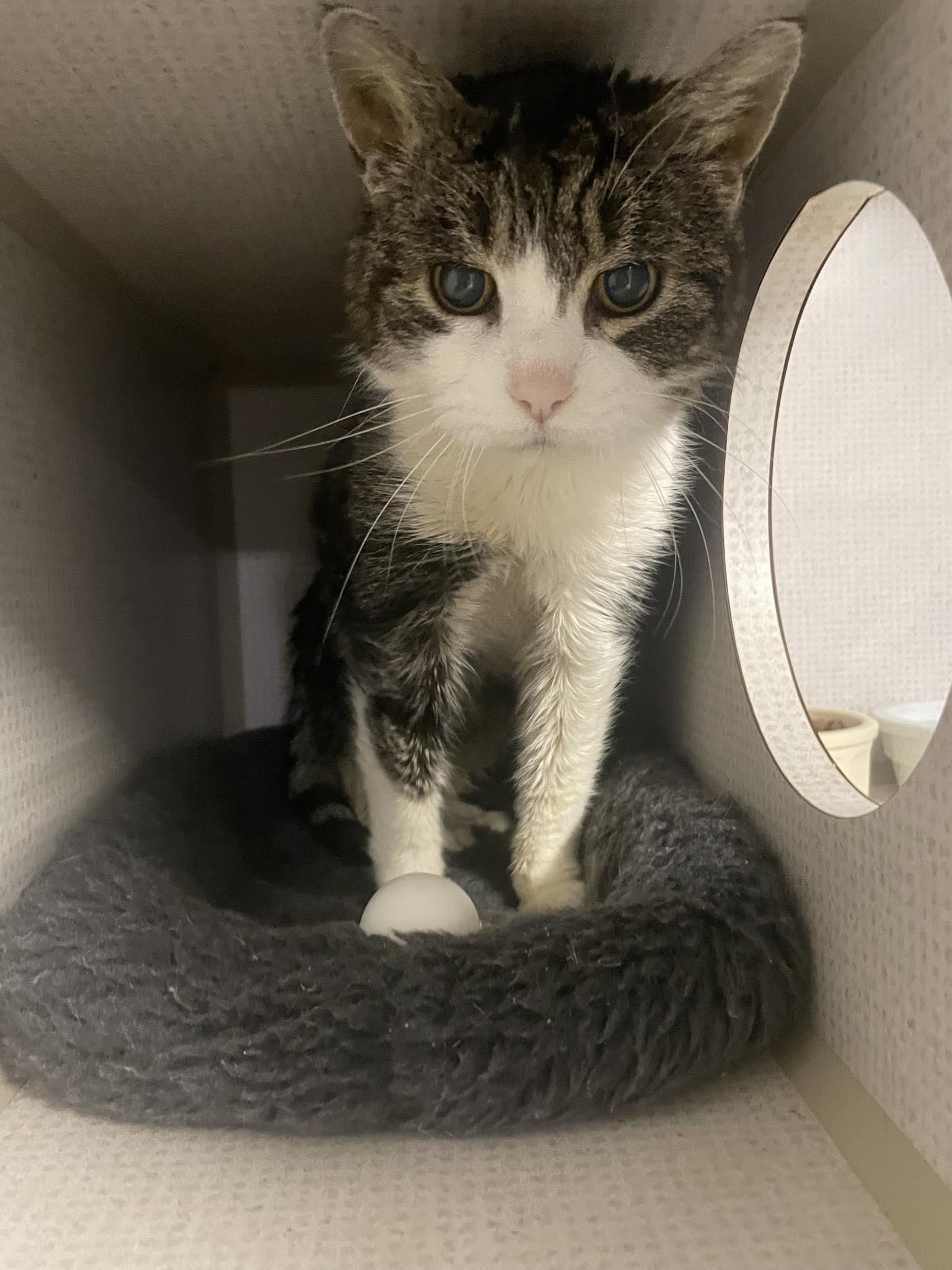 Enlarge Linda, a ADOPTABLE Domestic Short Hair in St. Maries, ID image 3/6