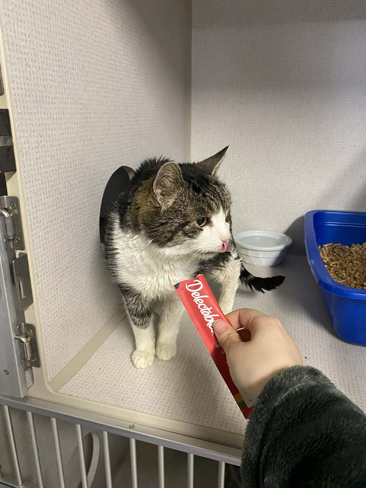 Linda, ADOPTABLE, Adult Female Domestic Short Hair.