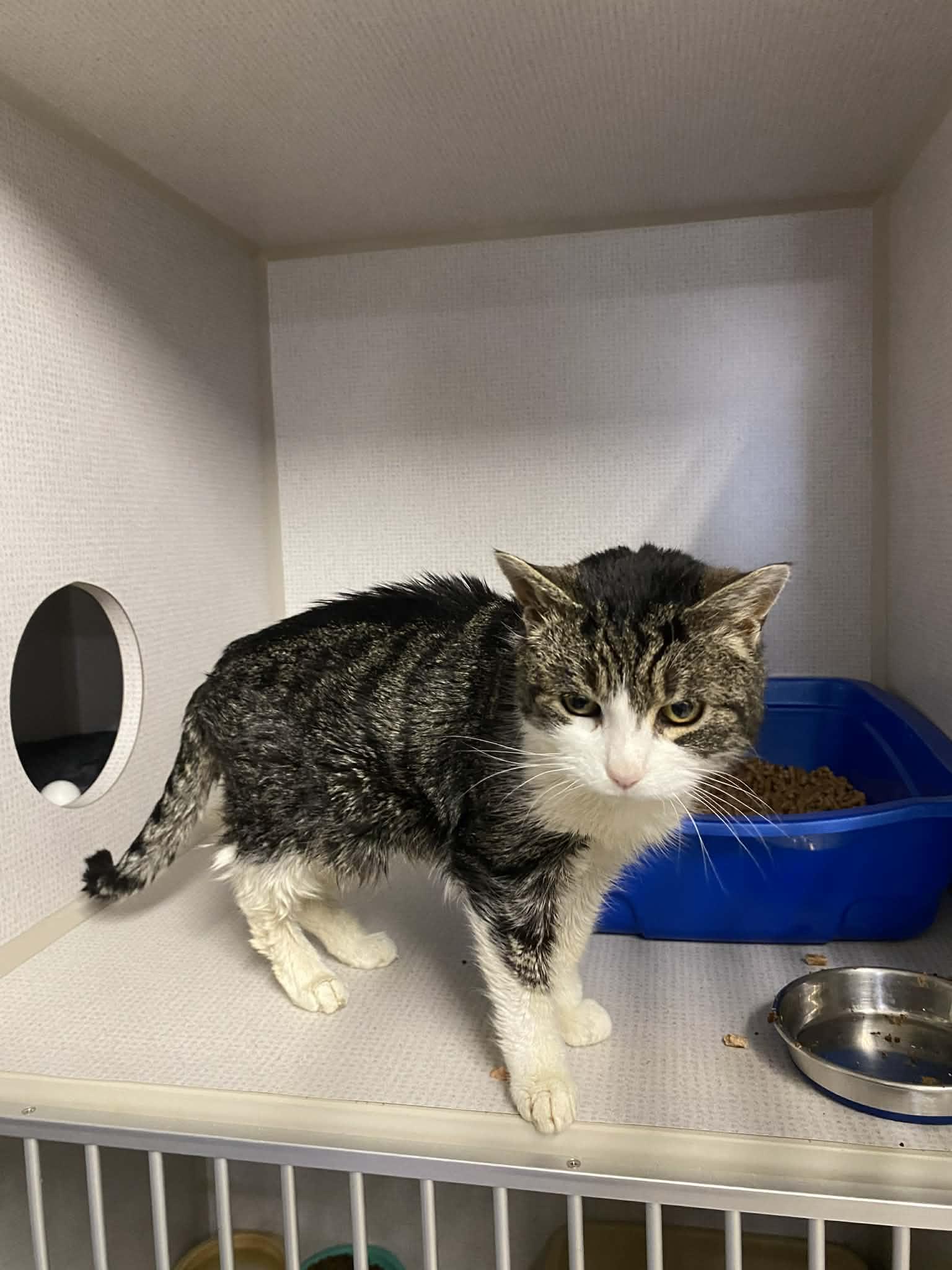 Enlarge Linda, a ADOPTABLE Domestic Short Hair in St. Maries, ID image 5/6