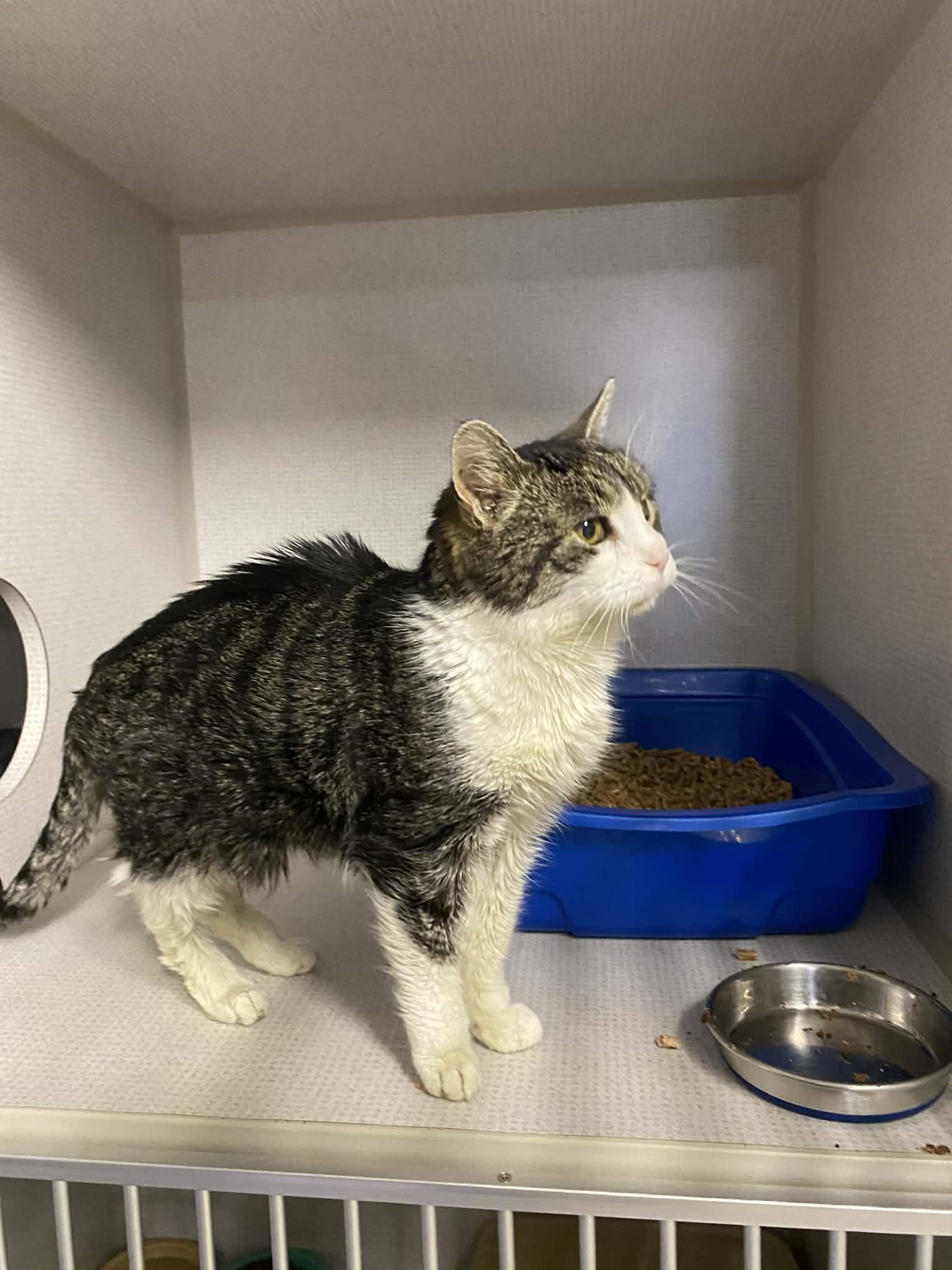 Enlarge Linda, a ADOPTABLE Domestic Short Hair in St. Maries, ID image 6/6