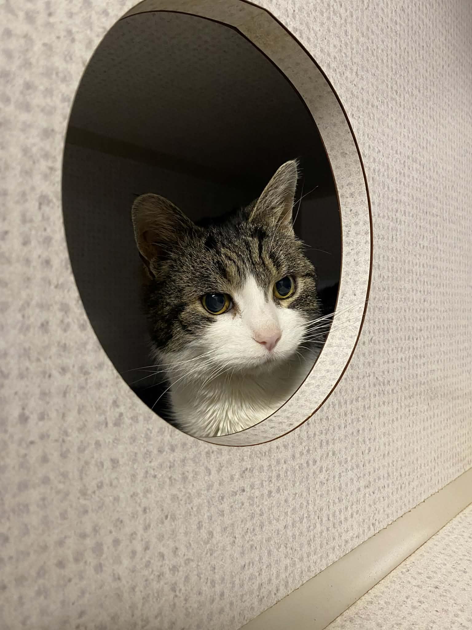 Enlarge Linda, a ADOPTABLE Domestic Short Hair in St. Maries, ID image 4/6