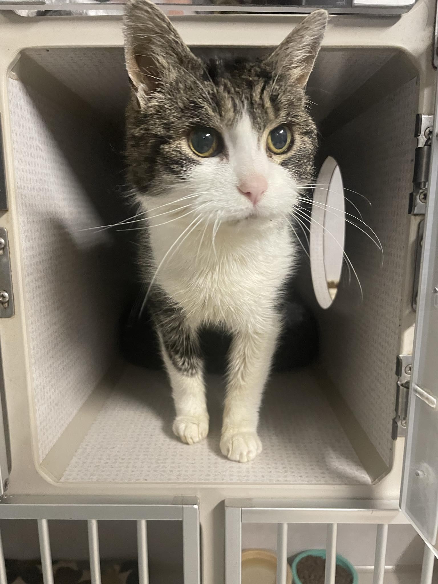 Enlarge Linda, a ADOPTABLE Domestic Short Hair in St. Maries, ID image 2/6