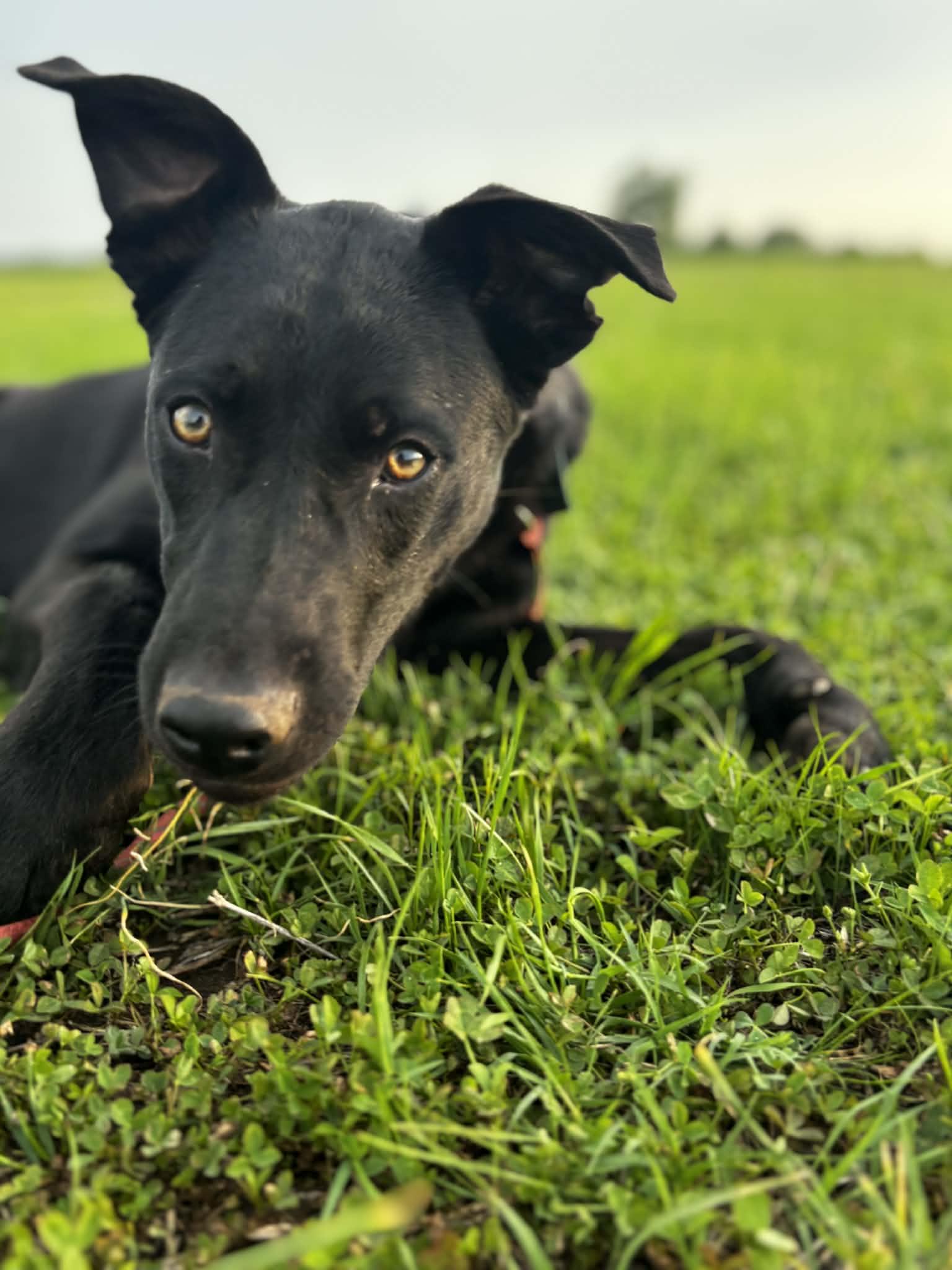 Enlarge Benson, a ADOPTABLE mixed breed in Okemah, OK image 4/5