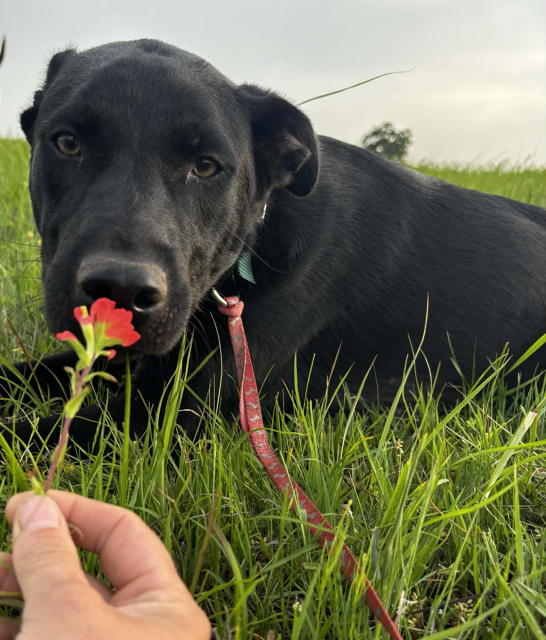 Enlarge Benson, a ADOPTABLE mixed breed in Okemah, OK image 5/5