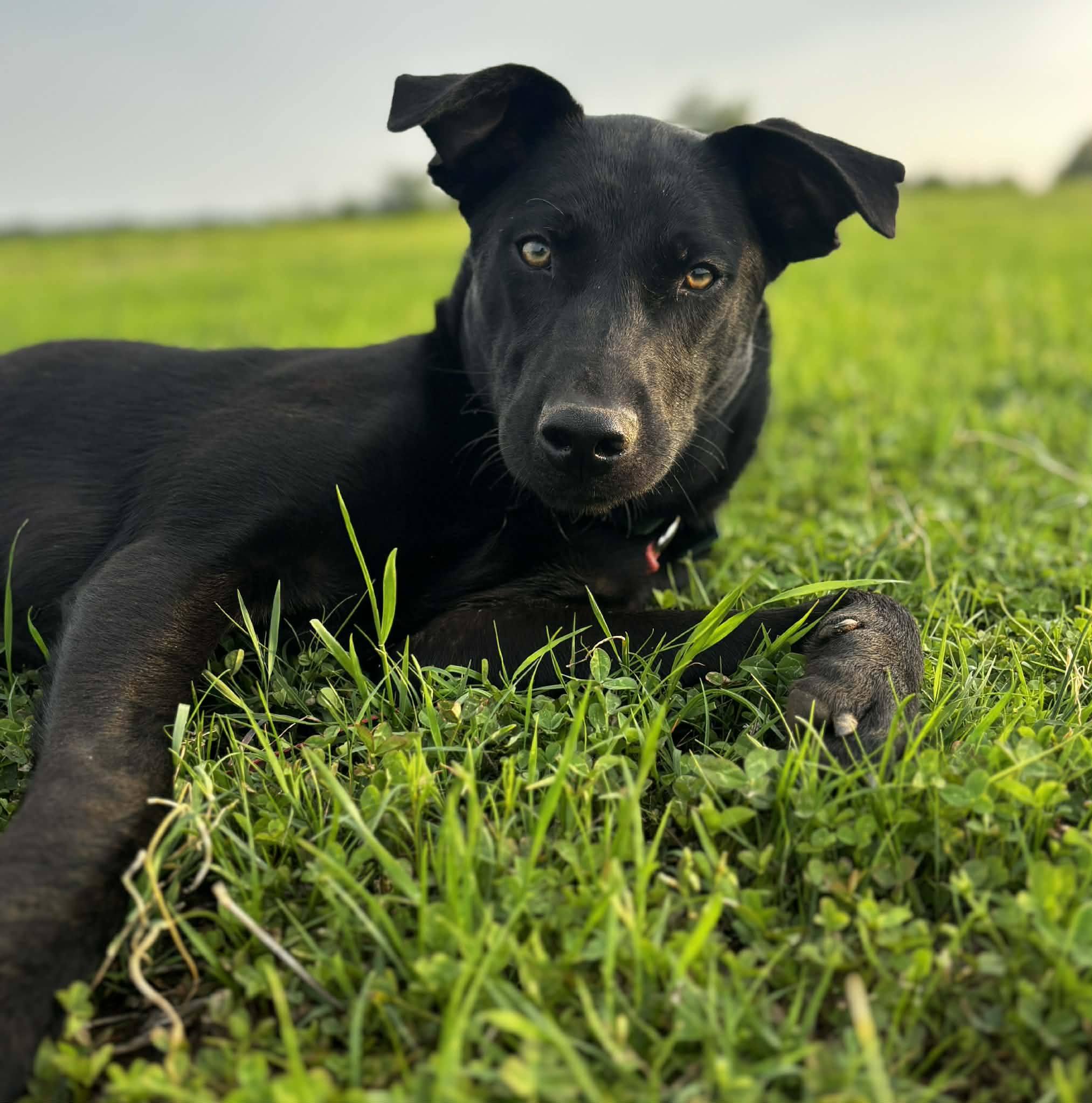 Benson, ADOPTABLE, Young Male Mixed Breed.