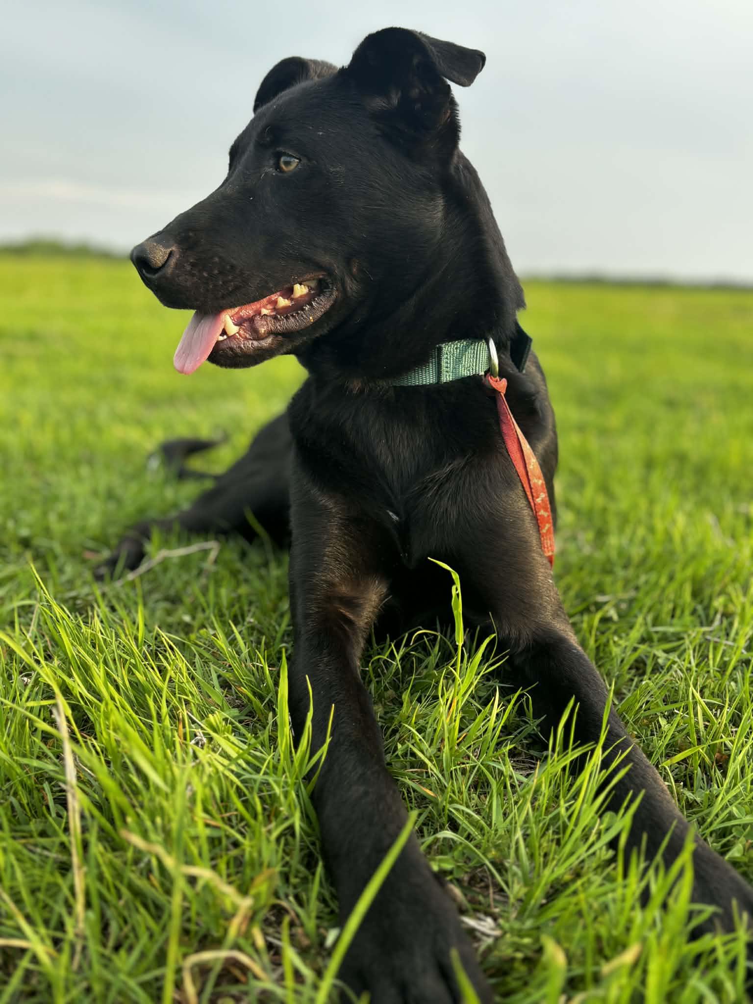 Enlarge Benson, a ADOPTABLE mixed breed in Okemah, OK image 2/5
