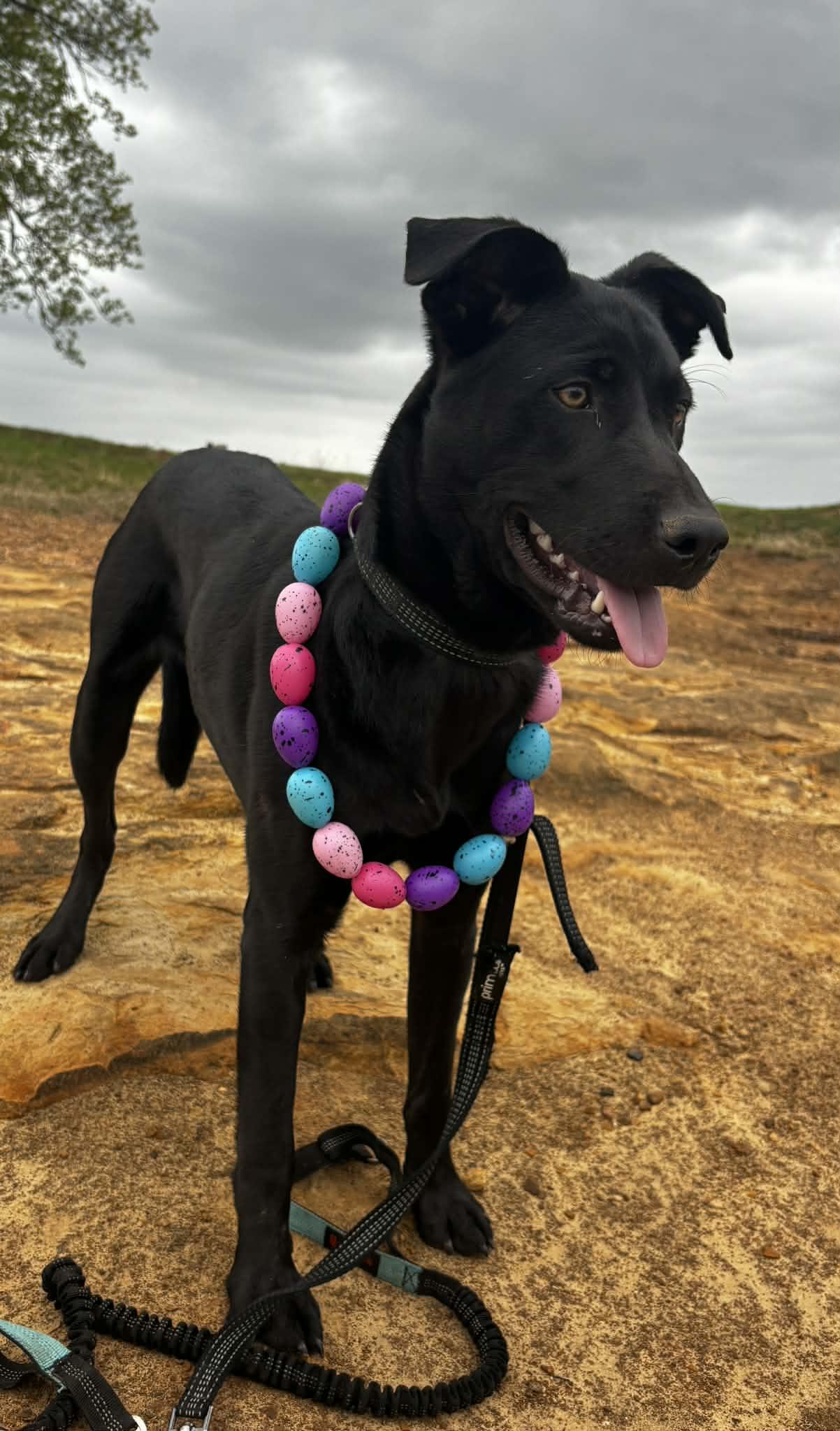 Enlarge Benson, a ADOPTABLE mixed breed in Okemah, OK image 3/5
