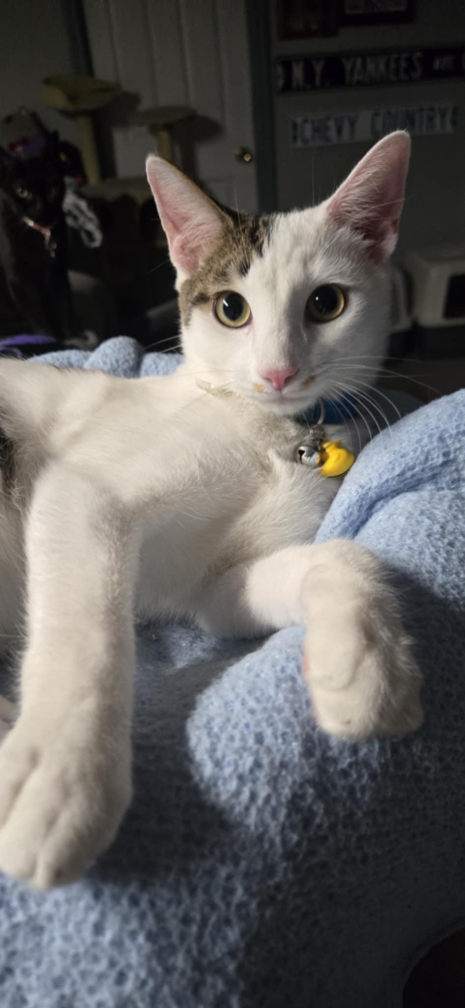 Scout, a Adoptable Domestic Short Hair in staten island, NY image 1/3