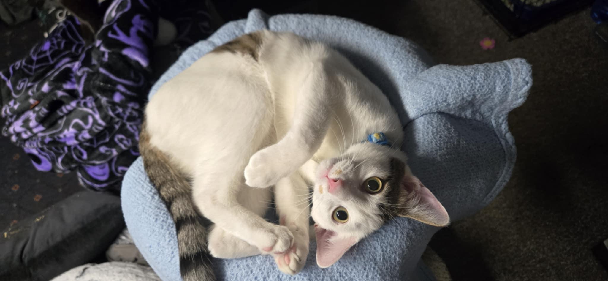 Scout, a Adoptable Domestic Short Hair in staten island, NY image 2/3