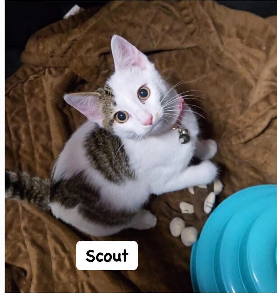 Scout, a Adoptable Domestic Short Hair in staten island, NY image 3/3