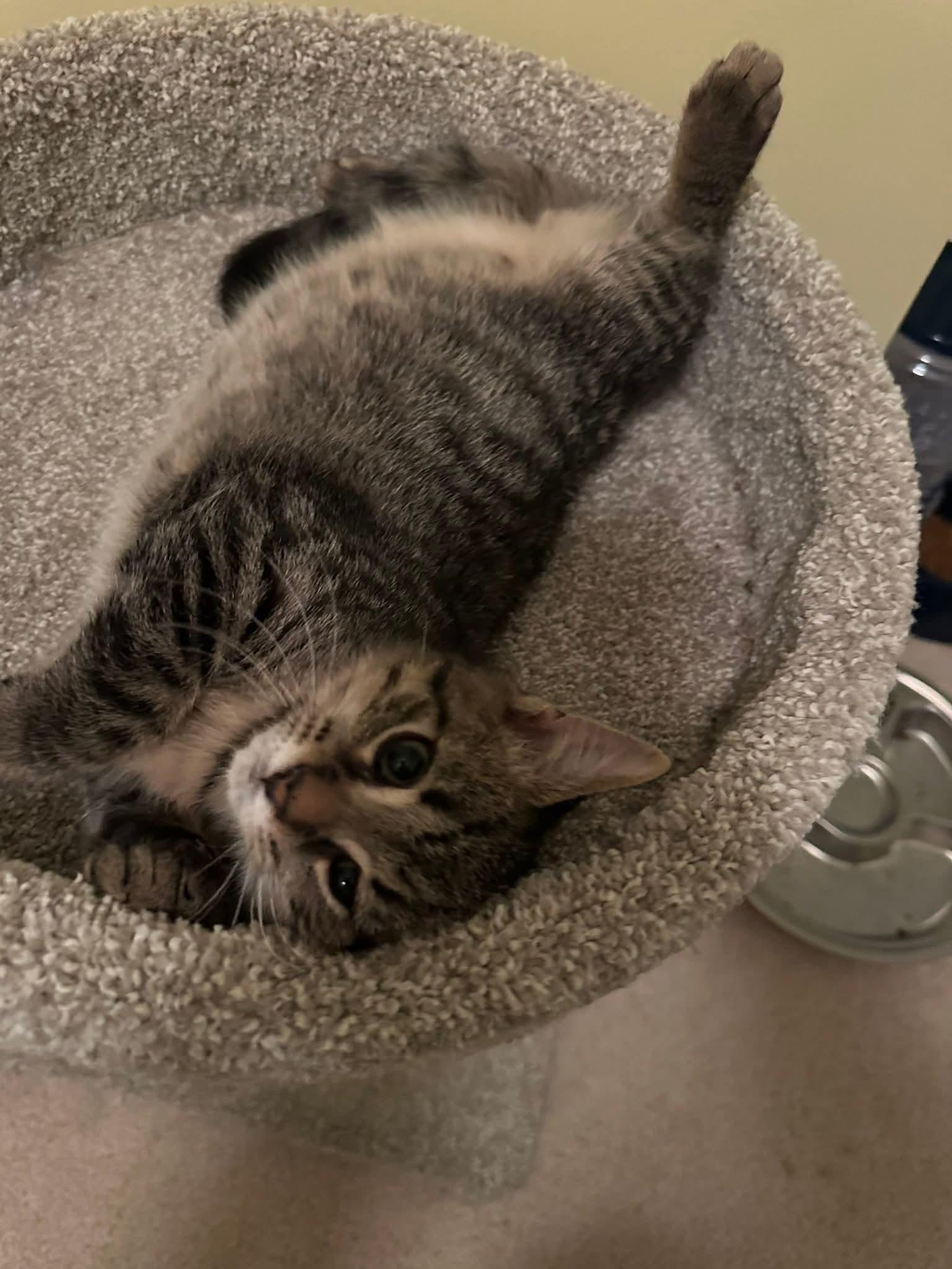 Mochi, a ADOPTABLE Domestic Short Hair in Carnegie, PA image 6/6