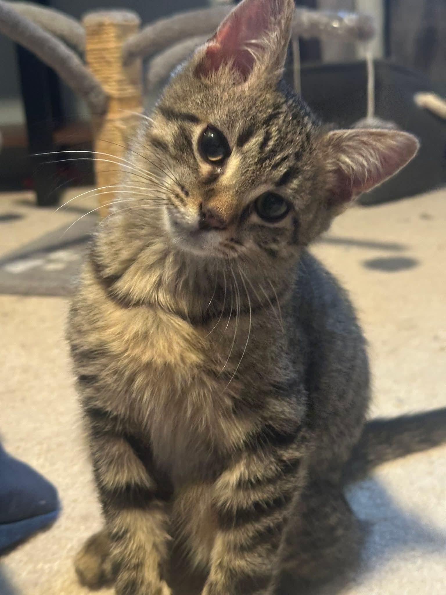 Mochi, a ADOPTABLE Domestic Short Hair in Carnegie, PA image 3/6