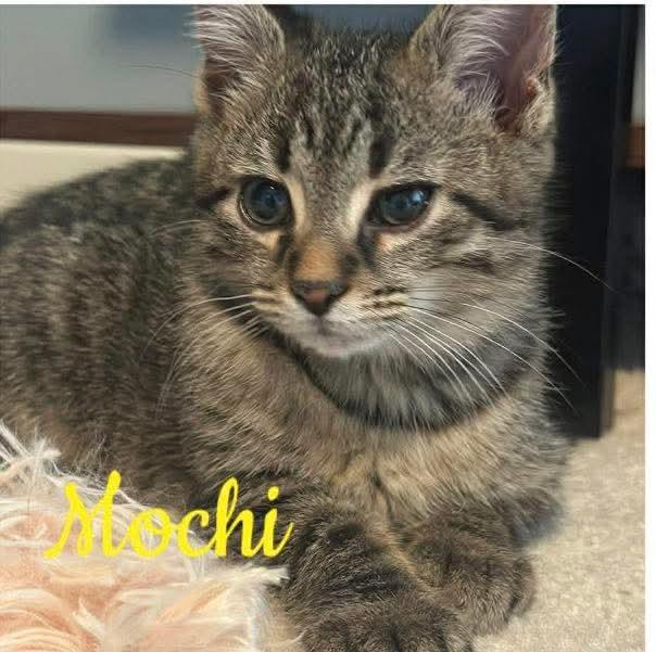 Mochi, a ADOPTABLE Domestic Short Hair in Carnegie, PA image 5/6