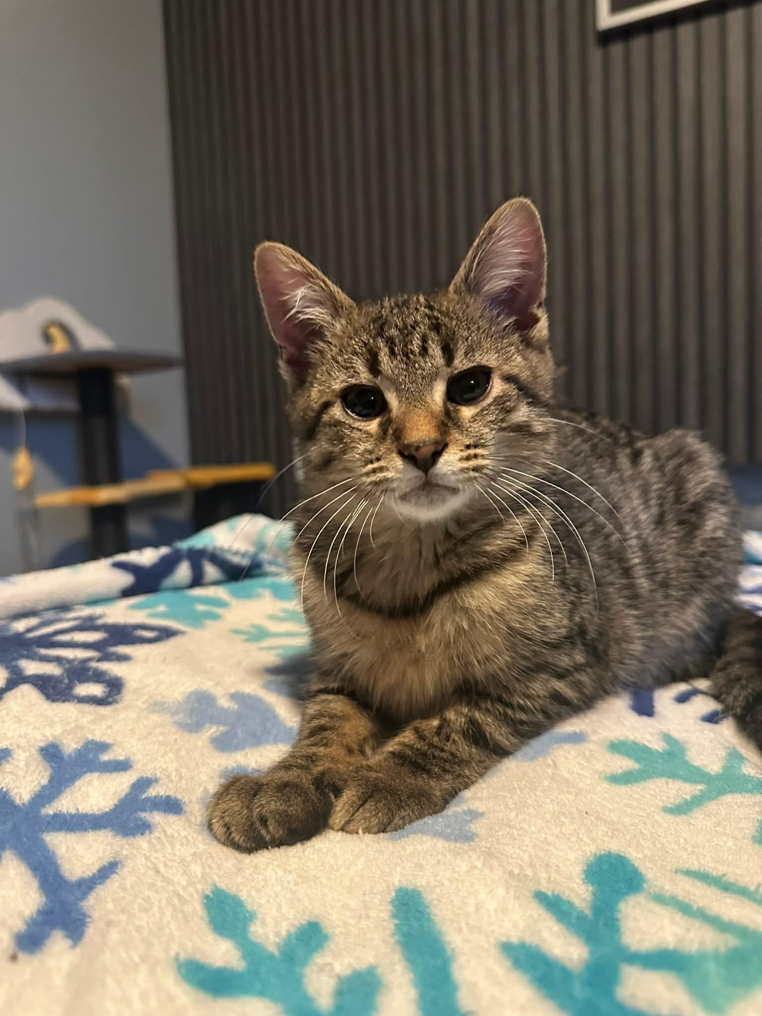 Mochi, a ADOPTABLE Domestic Short Hair in Carnegie, PA image 2/6
