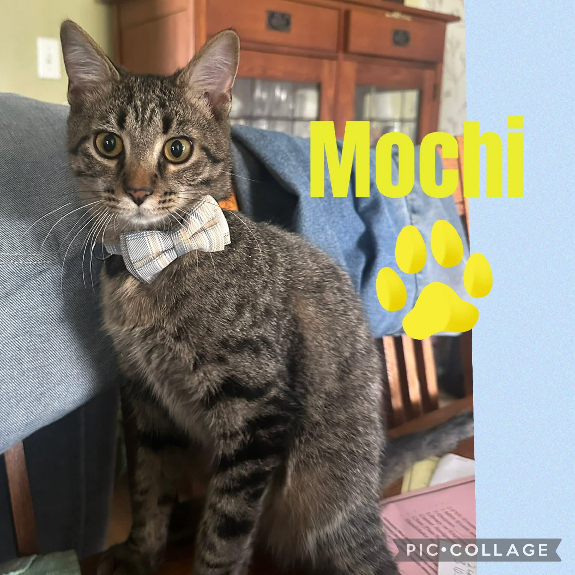 Mochi, a ADOPTABLE Domestic Short Hair in Carnegie, PA image 1/6