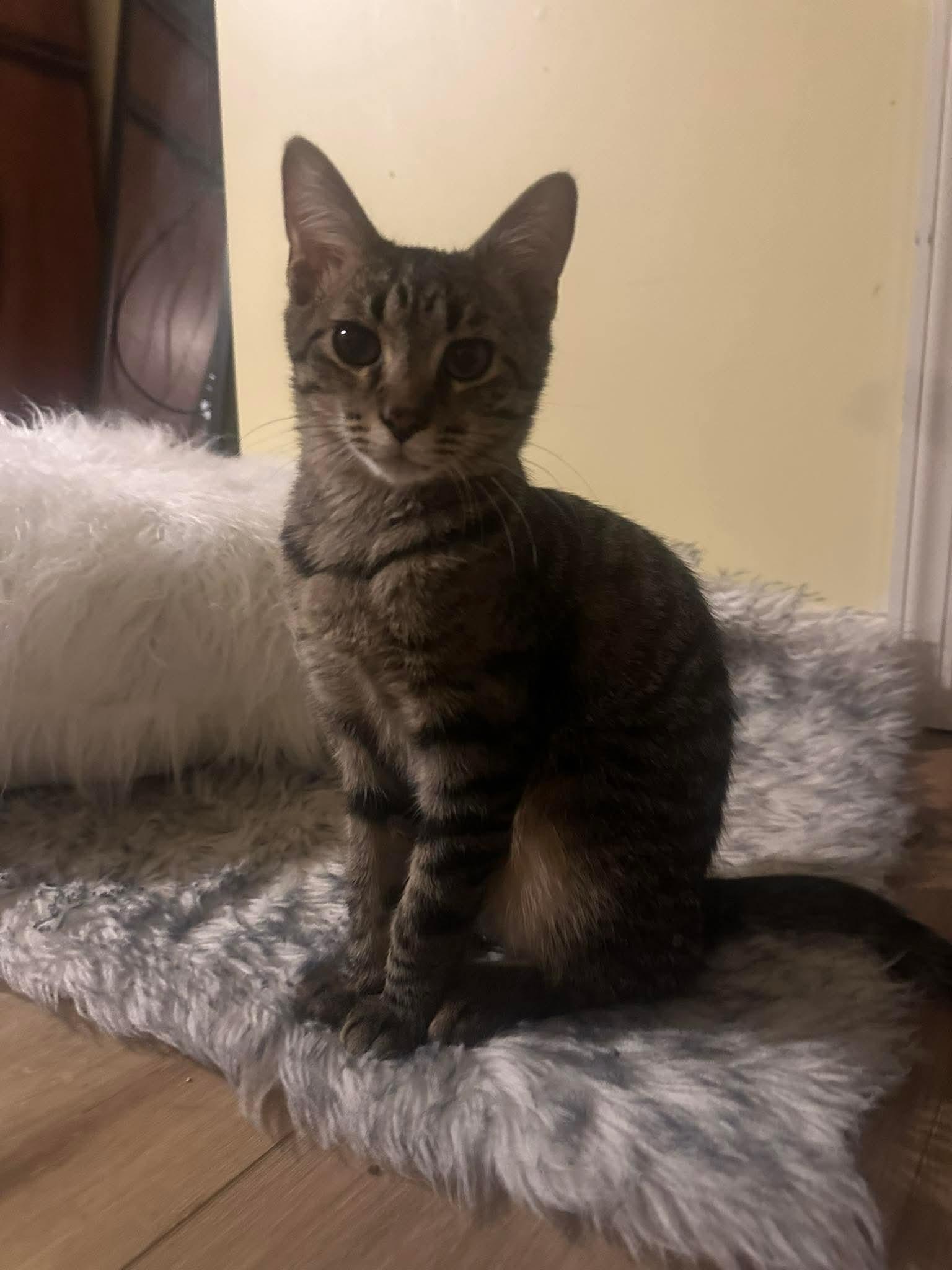 Mochi, a ADOPTABLE Domestic Short Hair in Carnegie, PA image 1/6