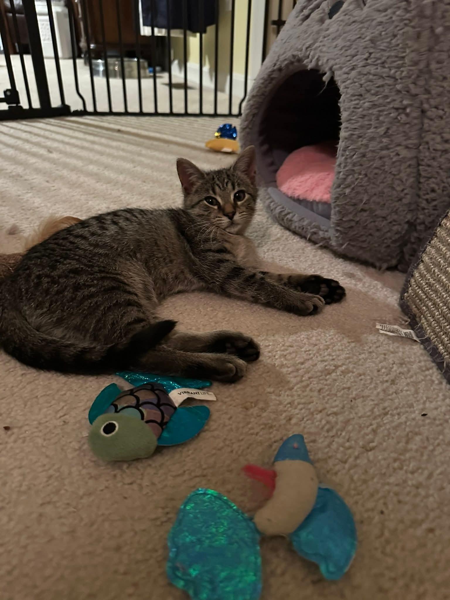 Mochi, a ADOPTABLE Domestic Short Hair in Carnegie, PA image 4/6