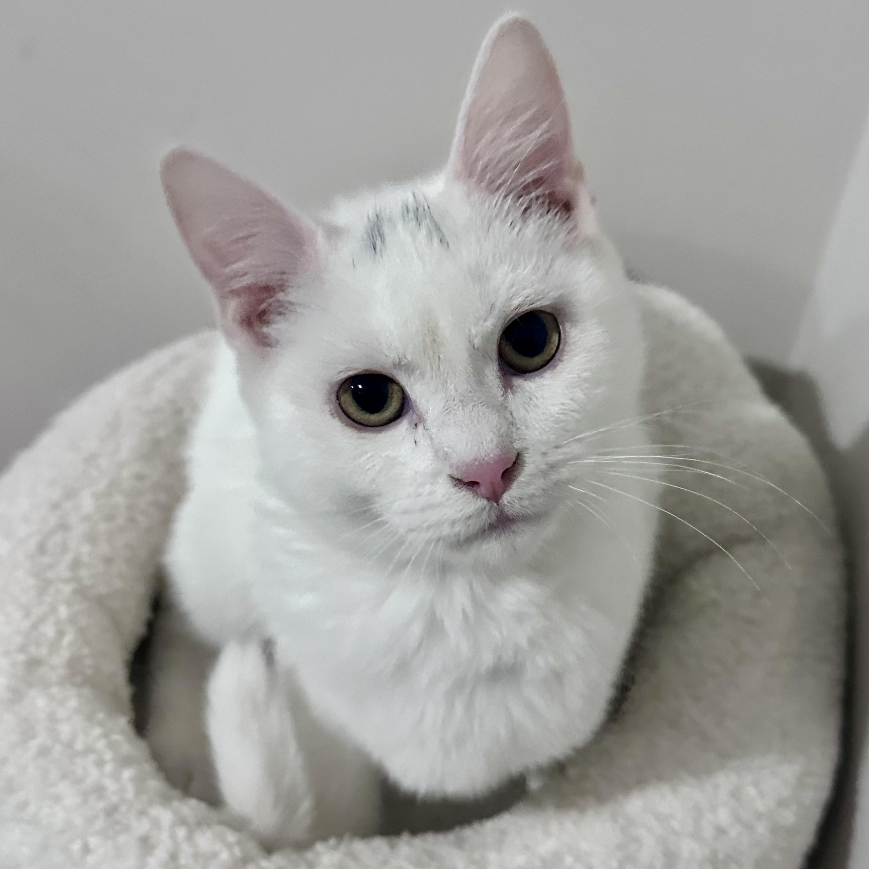 Frosty, ADOPTABLE, Kitten Male Domestic Short Hair.