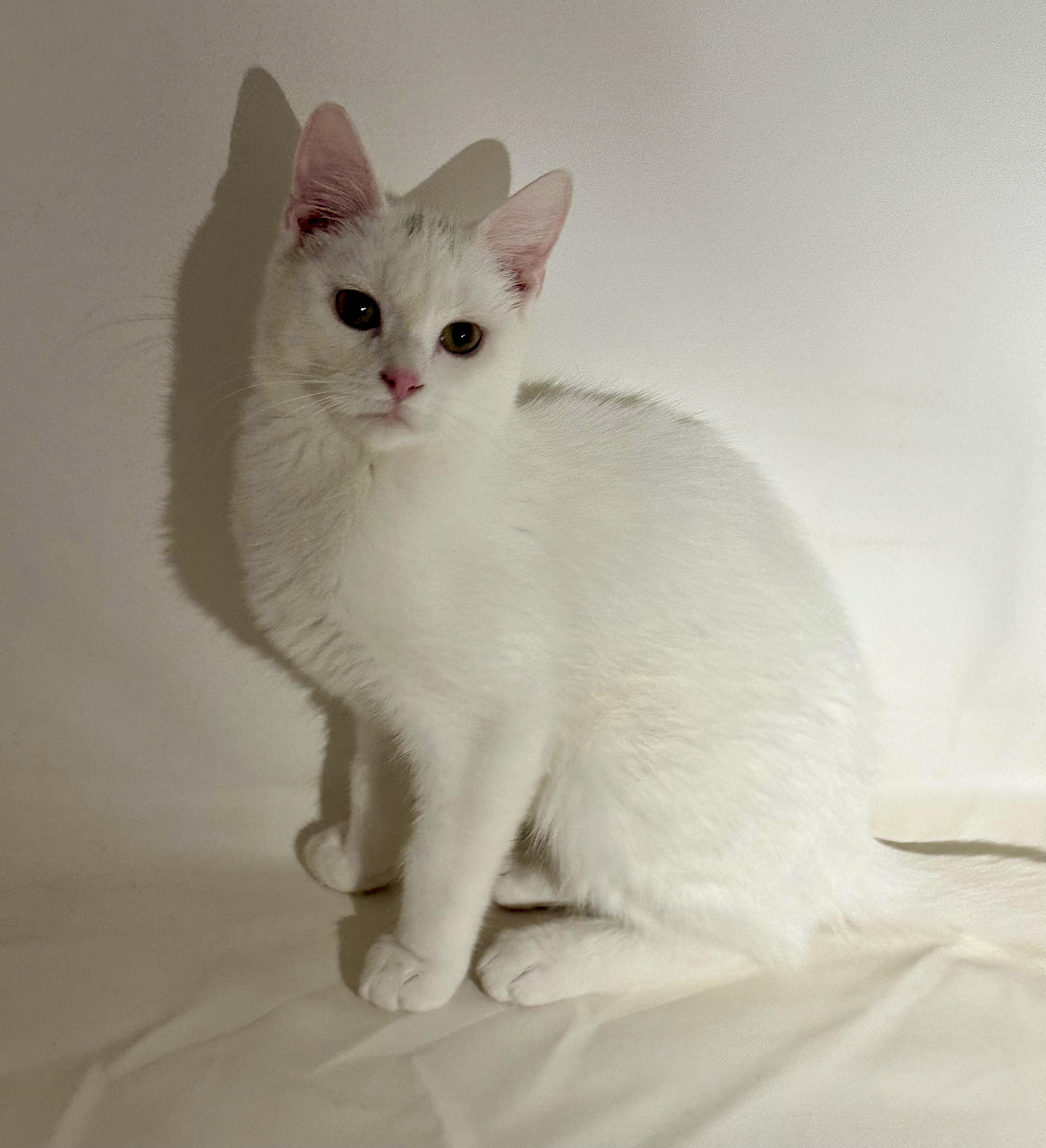 Enlarge Frosty, a ADOPTABLE Domestic Short Hair in Bethel, CT image 6/6