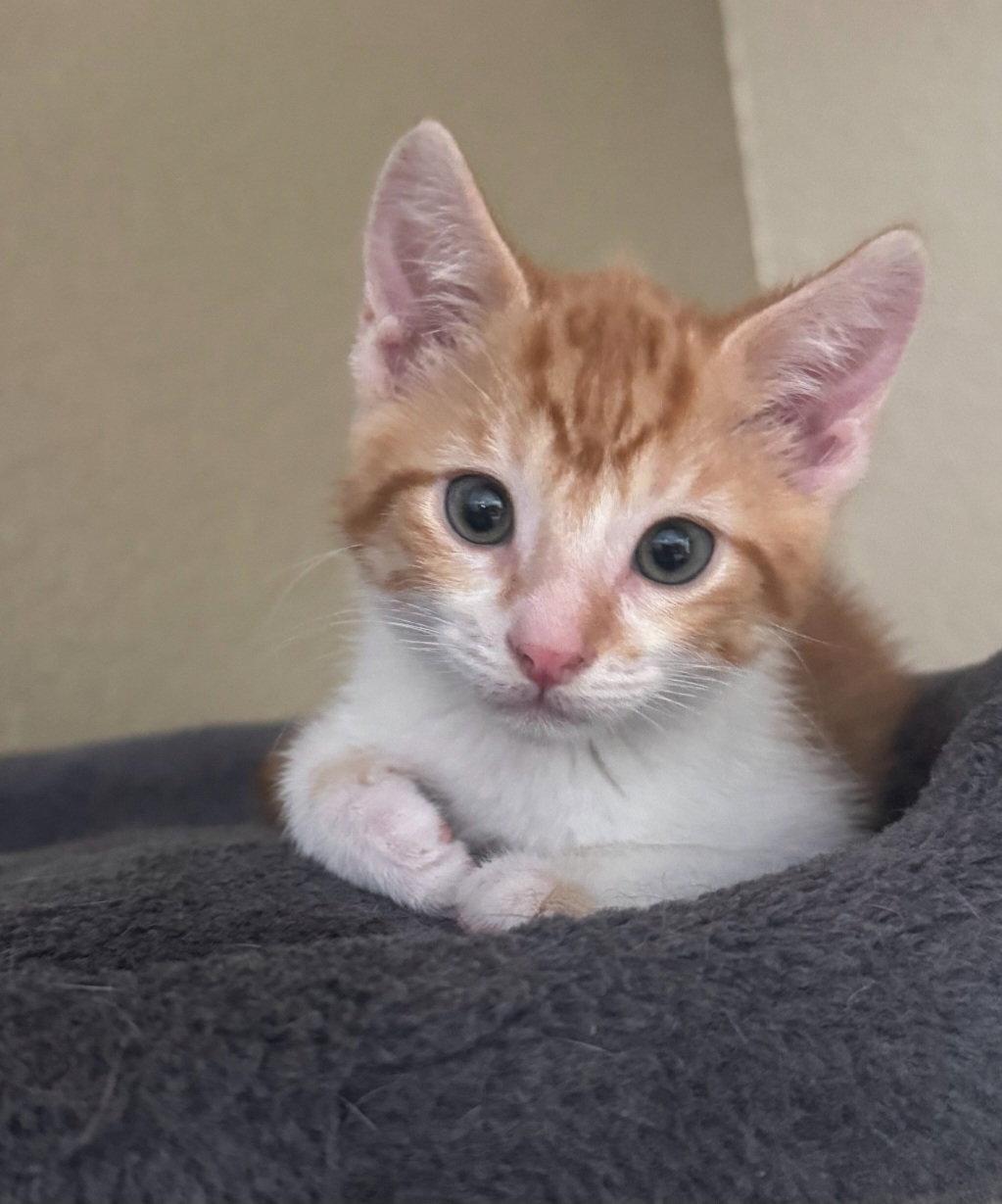 Ralphie, a Adoptable Tabby in Sanford, FL image 1/3