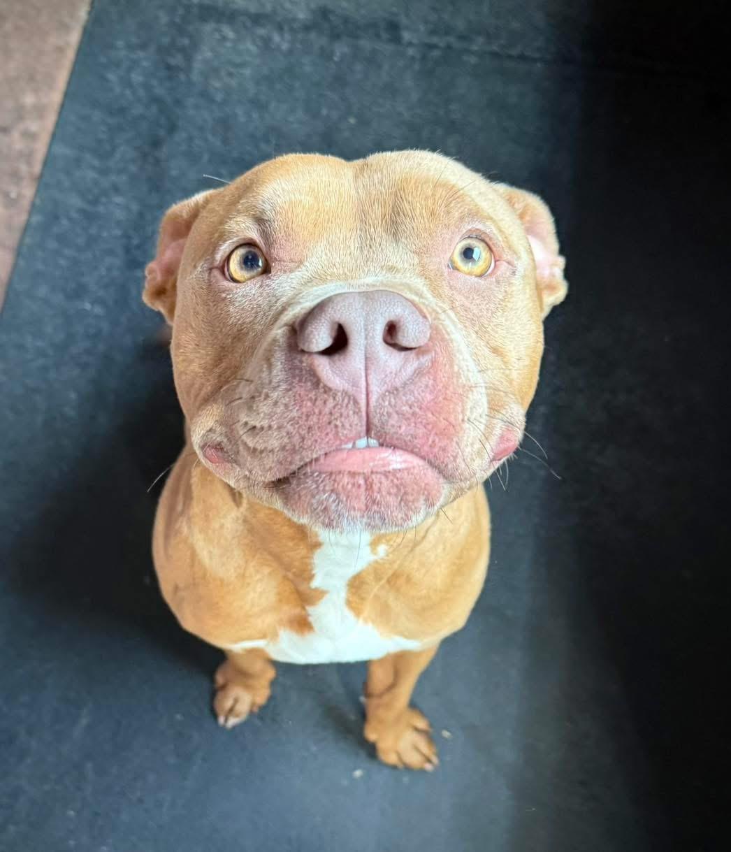 Enlarge Charlie, a ADOPTABLE mixed breed in Youngstown, OH image 1/6