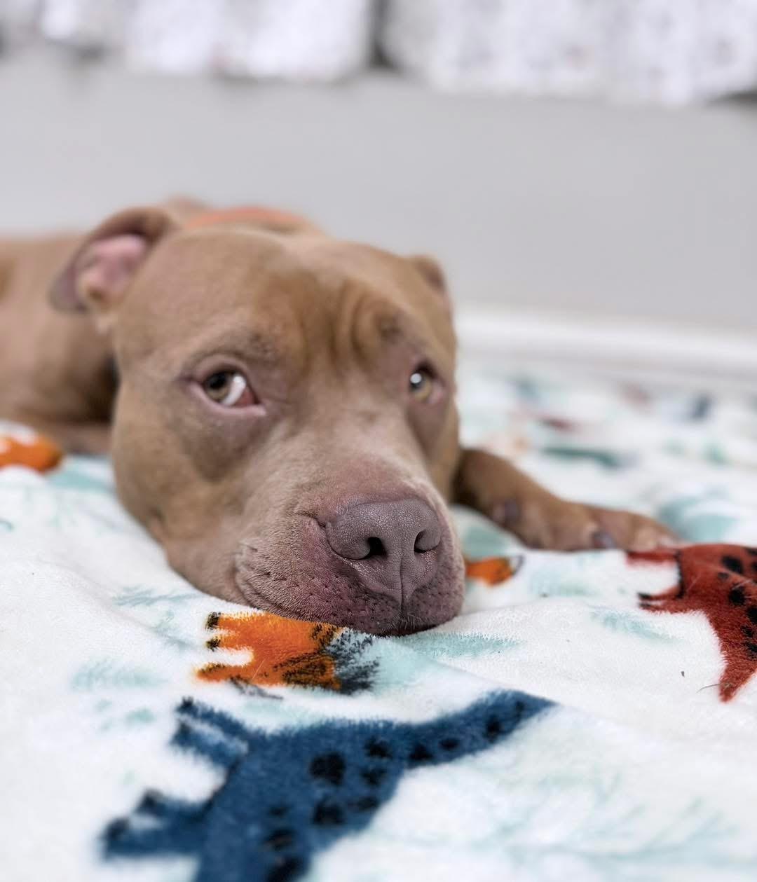 Enlarge Charlie, a ADOPTABLE mixed breed in Youngstown, OH image 3/6