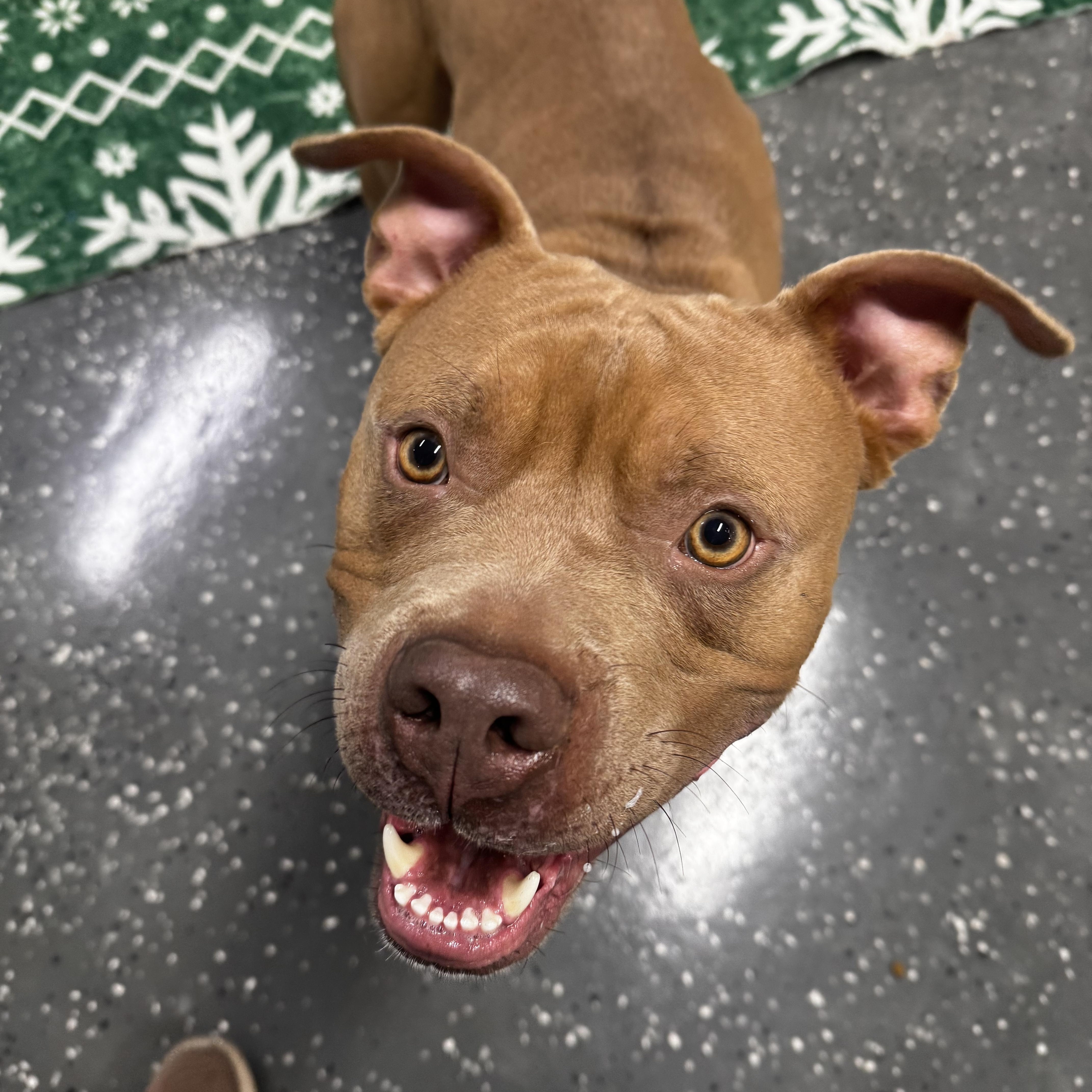 Enlarge Charlie, a ADOPTABLE mixed breed in Youngstown, OH image 6/6