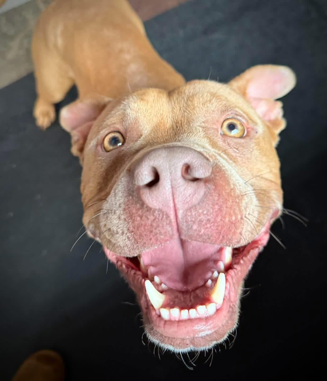 Enlarge Charlie, a ADOPTABLE mixed breed in Youngstown, OH image 4/6