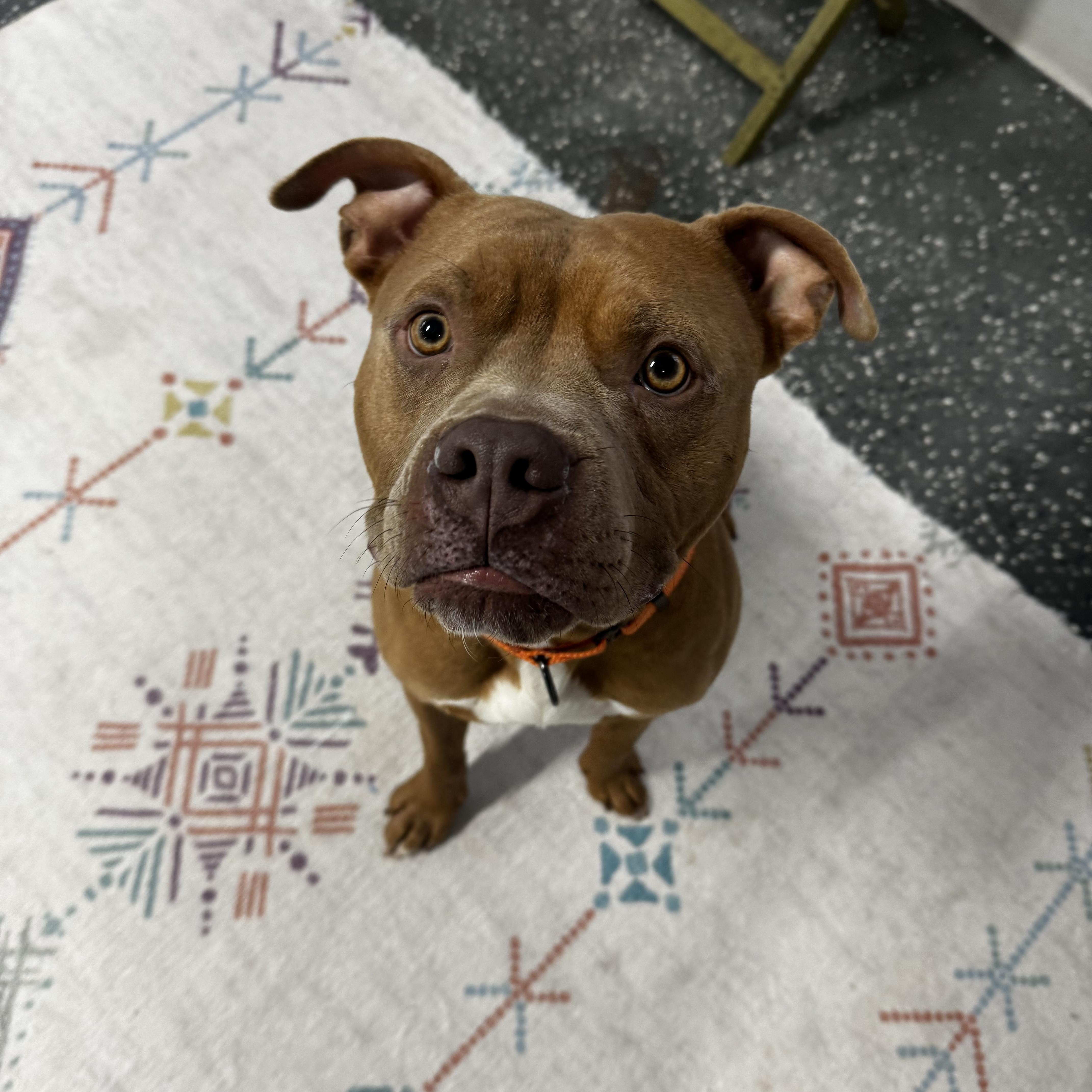 Enlarge Charlie, a ADOPTABLE mixed breed in Youngstown, OH image 2/6