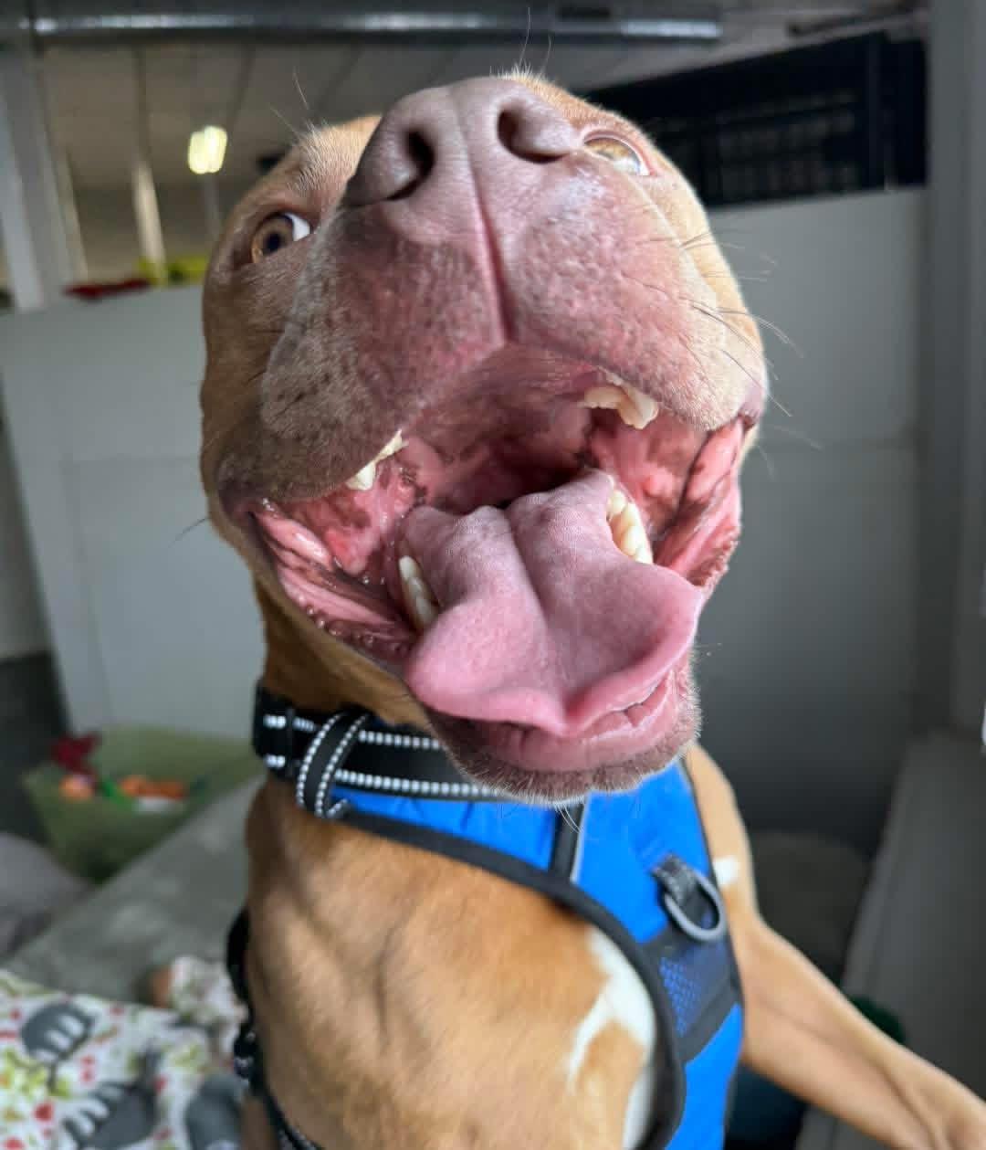 Enlarge Charlie, a ADOPTABLE mixed breed in Youngstown, OH image 5/6