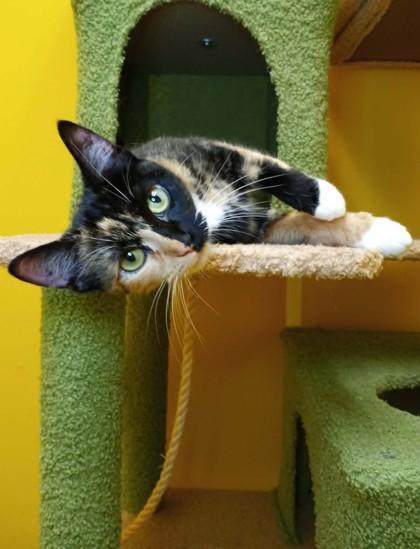 Priscilla, Adoptable, Adult Female Domestic Short Hair.