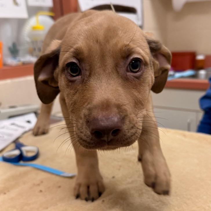 Petunia-In foster — thumbnail 2