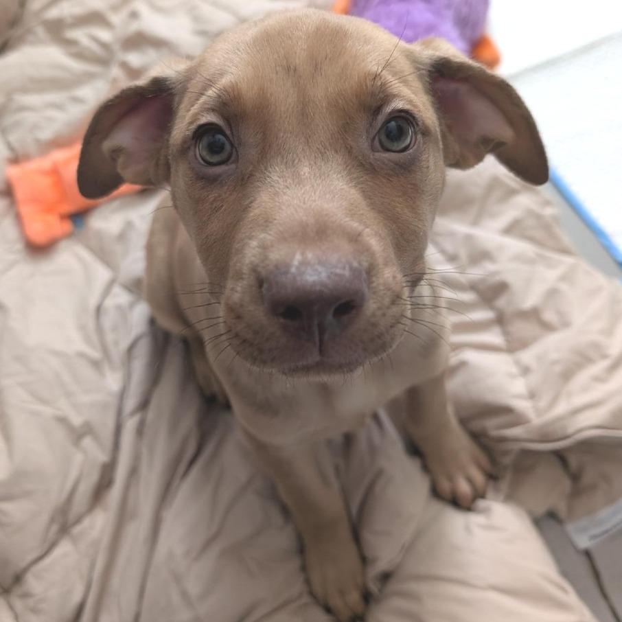 Petunia-In foster — thumbnail 3