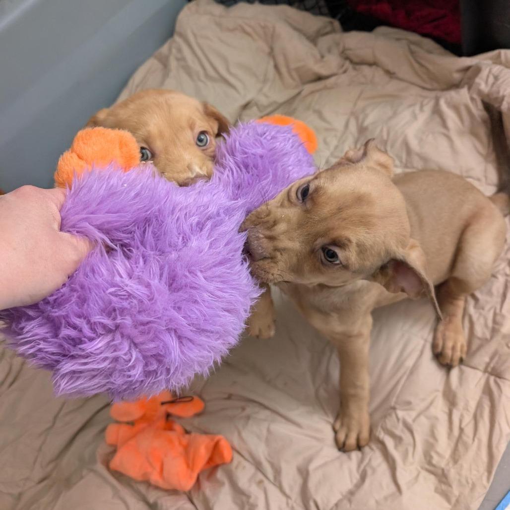 Petunia-In foster — thumbnail 4