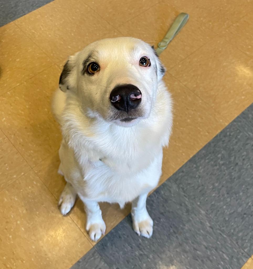 Trooper, Adoptable, Young Male Border Collie.