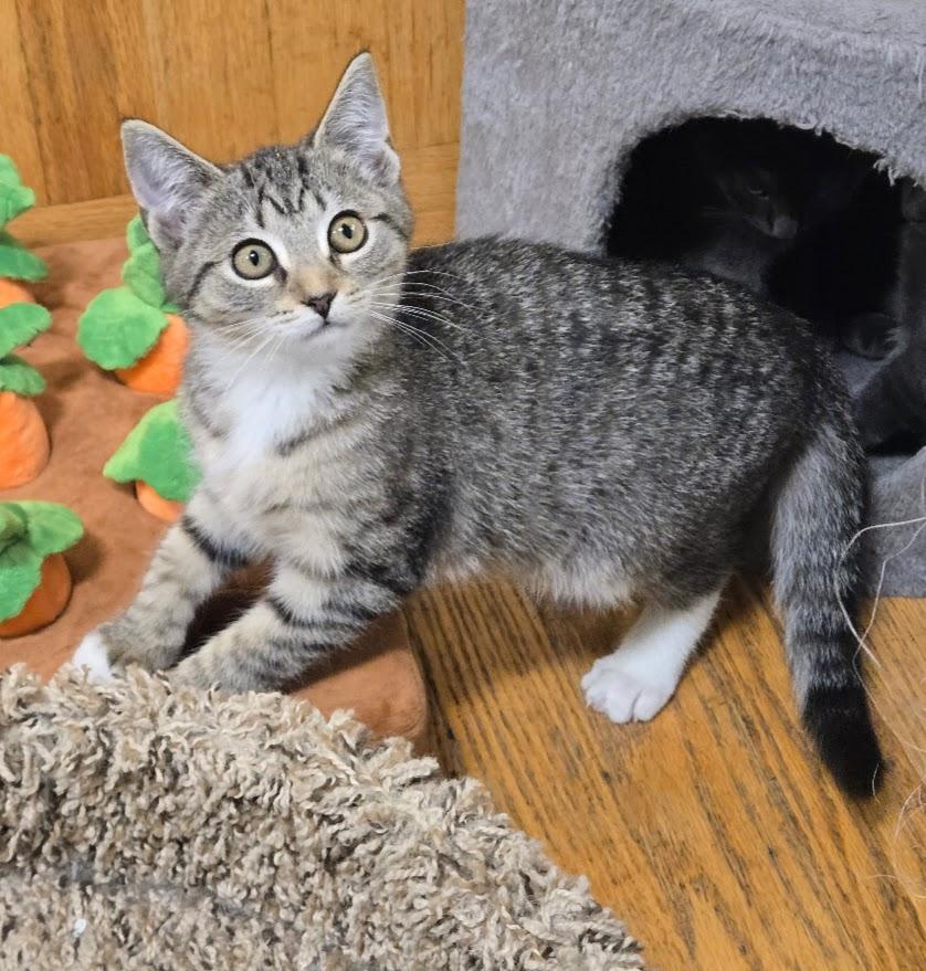 Enlarge French Toast, an adopted Tabby in New Rochelle, NY image 1/1