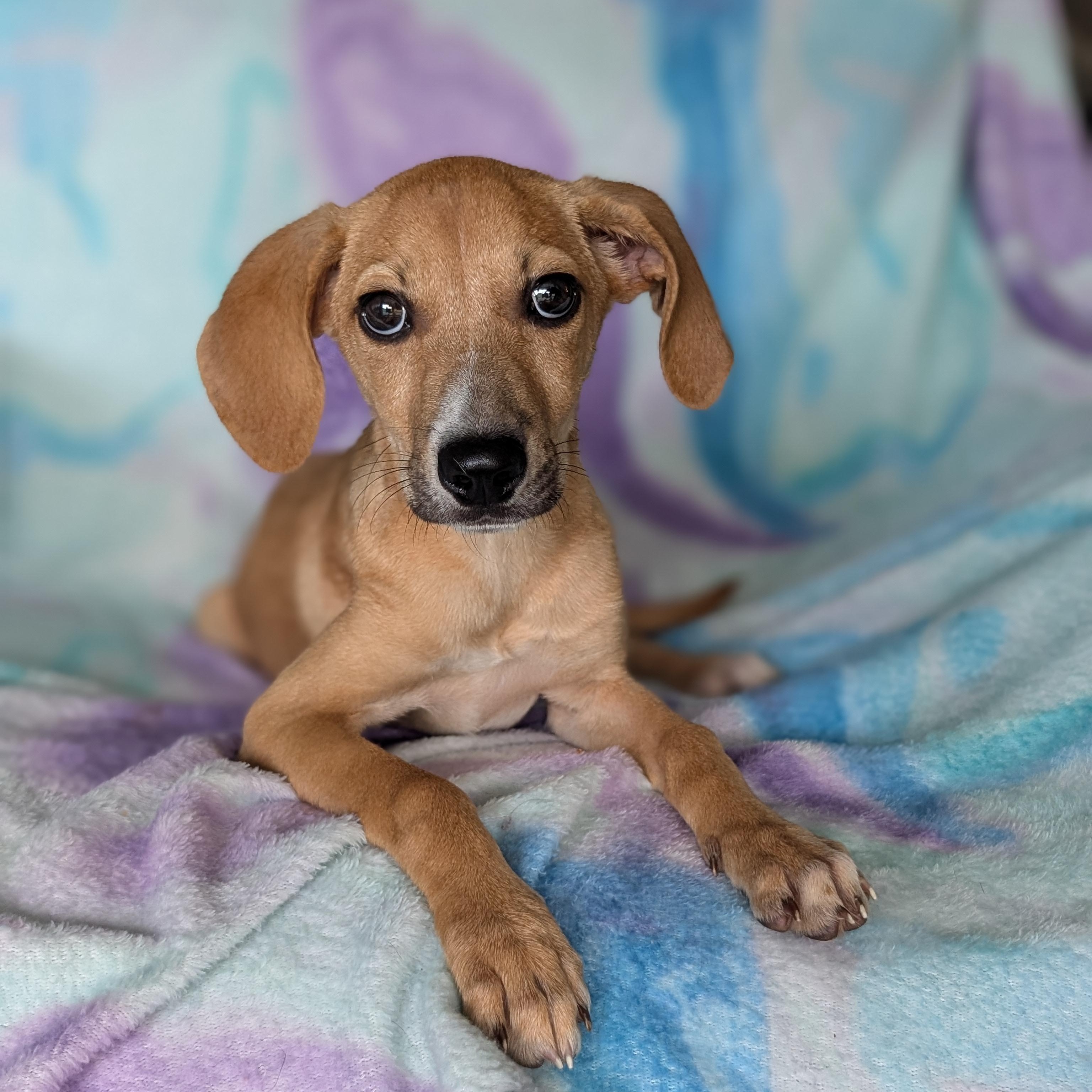 Sadie, an adoptable Labradoodle in Baton Rouge, LA, 70809 | Photo Image 1