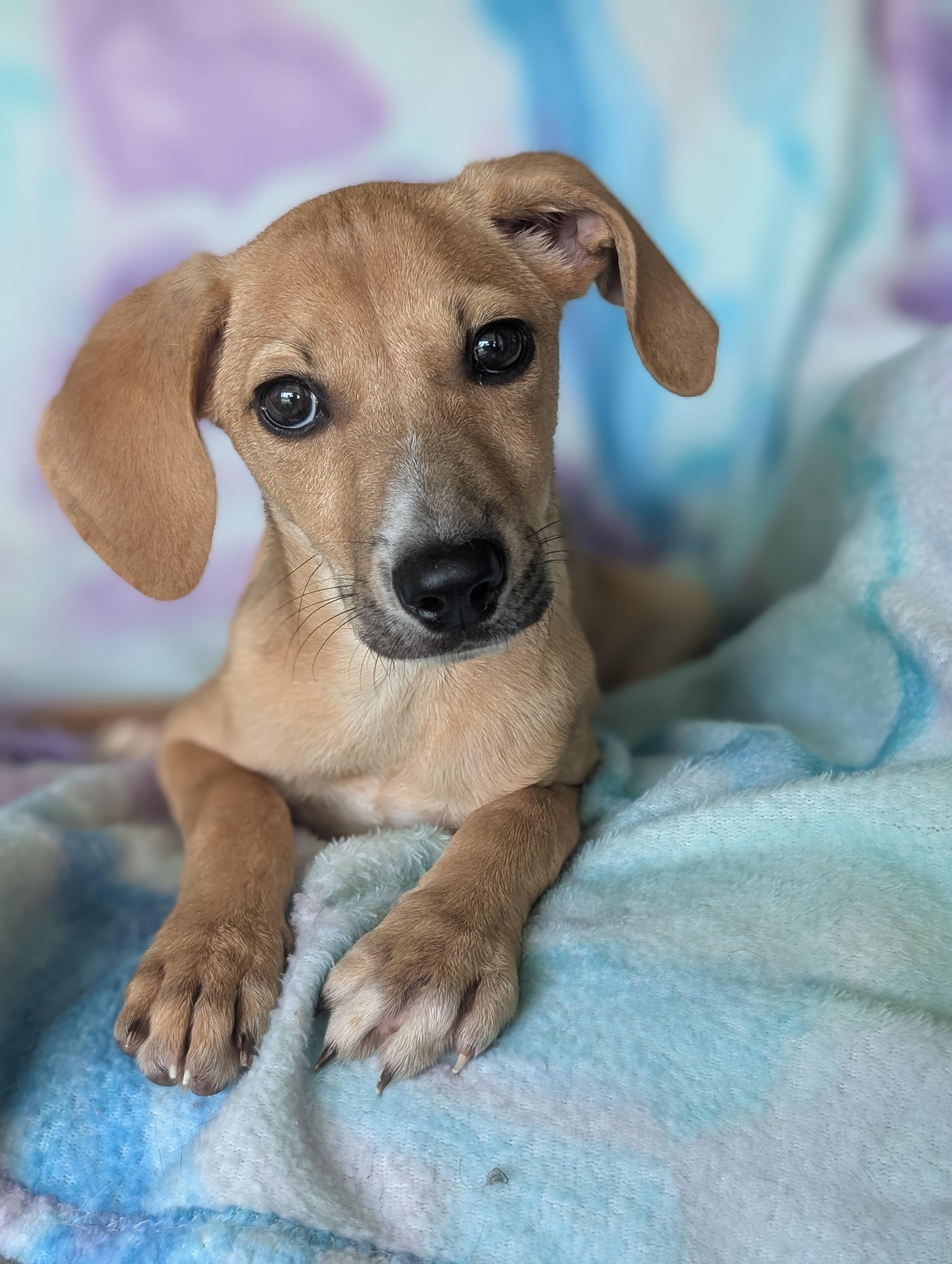 Sadie, an adoptable Labradoodle in Baton Rouge, LA, 70809 | Photo Image 5