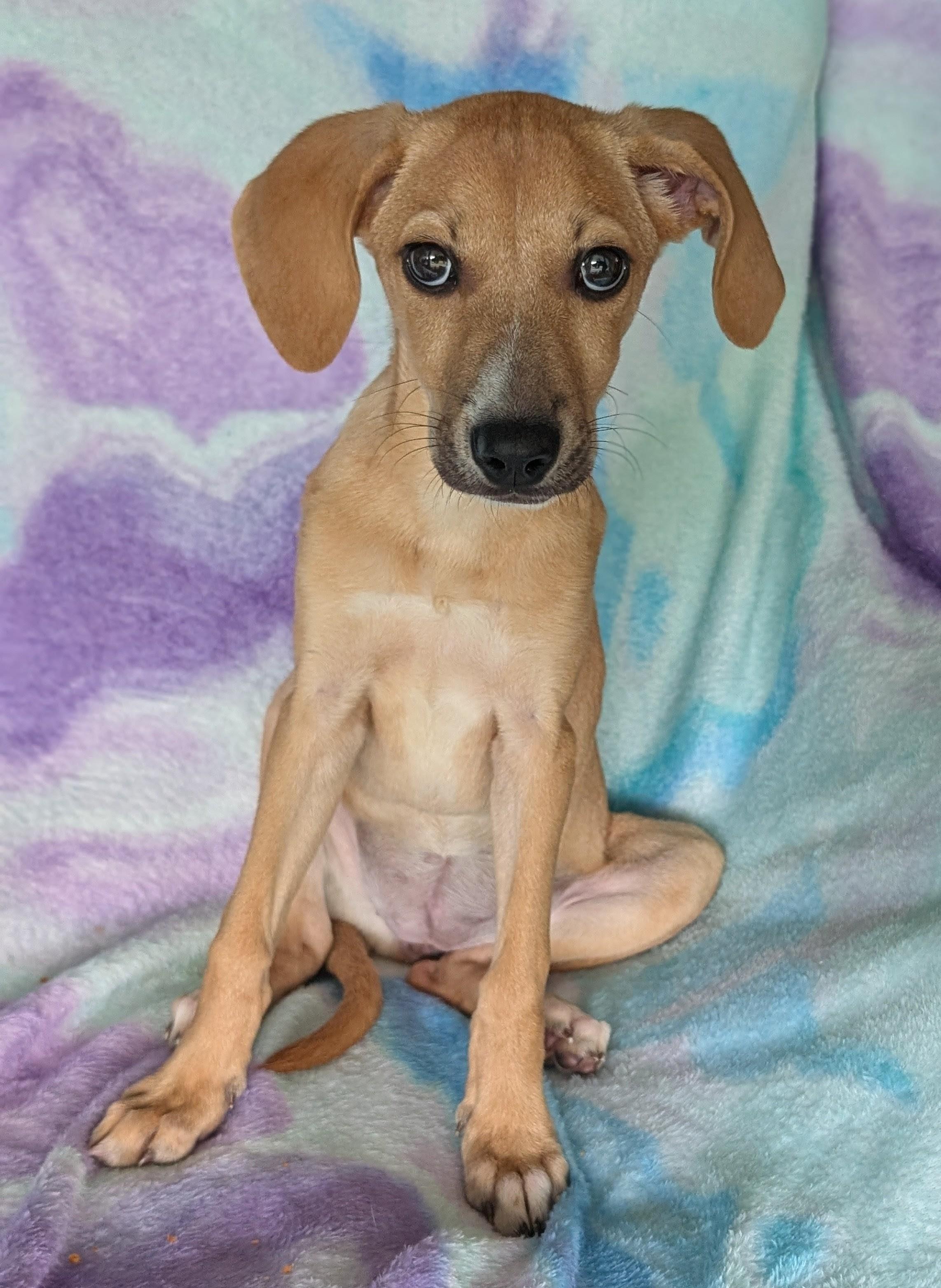 Sadie, an adoptable Labradoodle in Baton Rouge, LA, 70809 | Photo Image 4