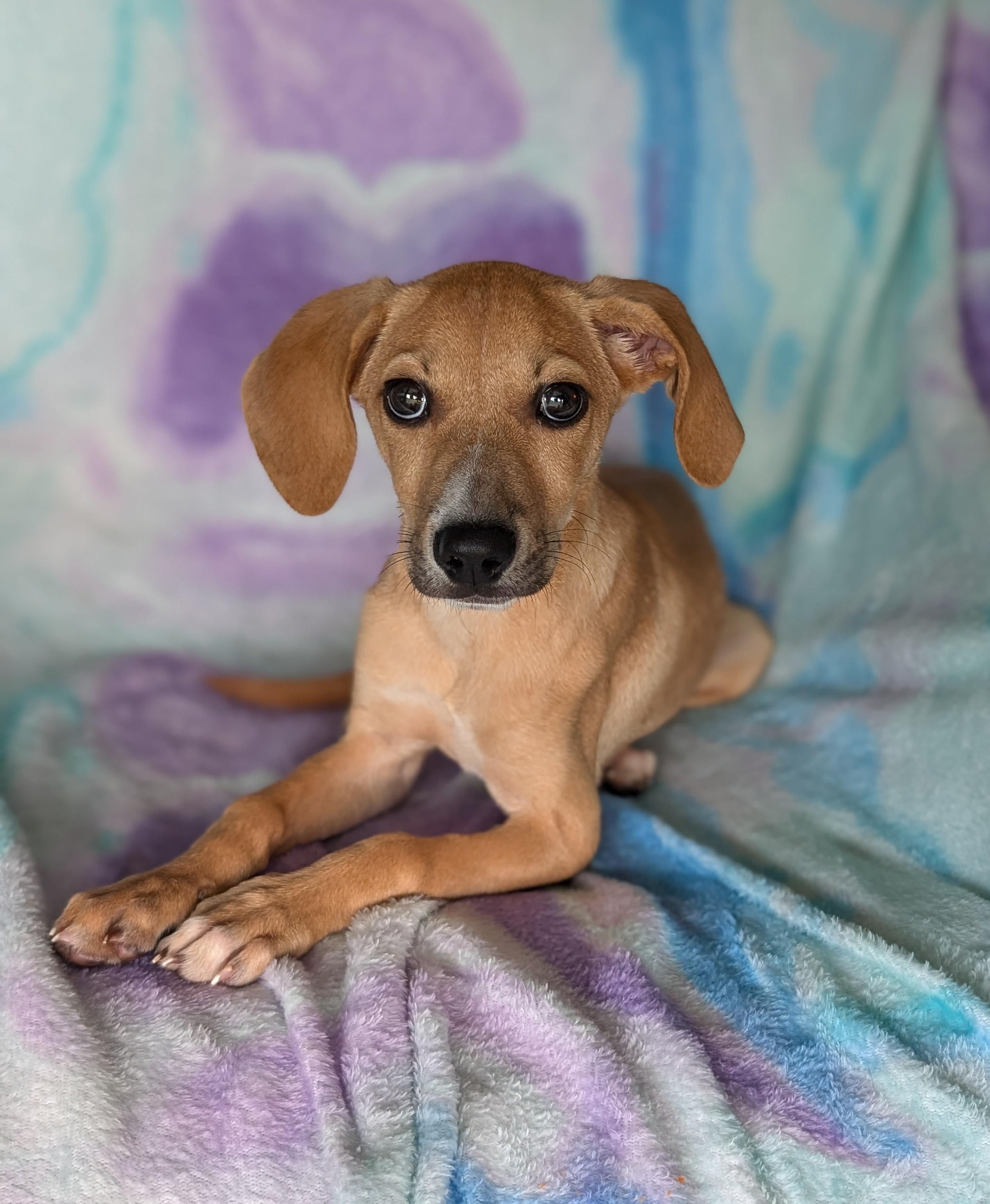 Sadie, an adoptable Labradoodle in Baton Rouge, LA, 70809 | Photo Image 2